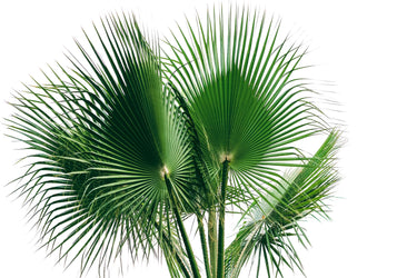 30 CALIFORNIA FAN PALM Tree Petticoat Arizona Desert Washingtonia Filifera Seeds